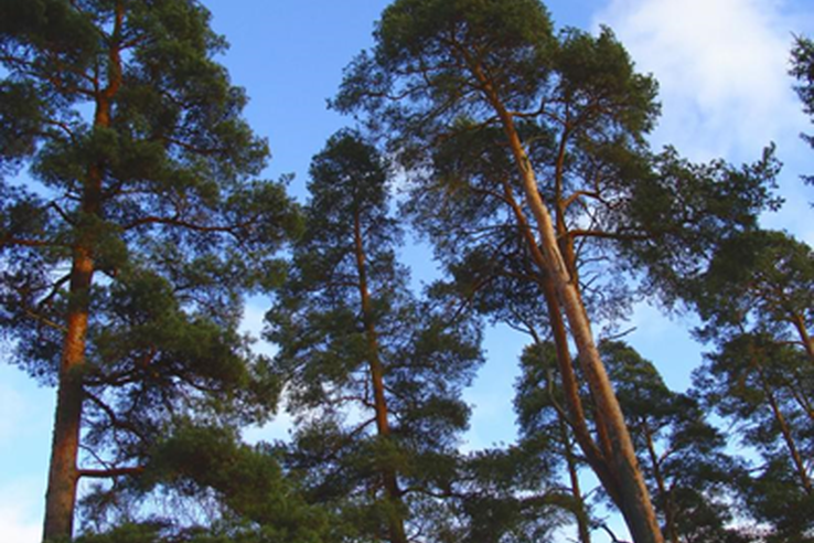 Ленинградская область голосует за лучшее историческое дерево